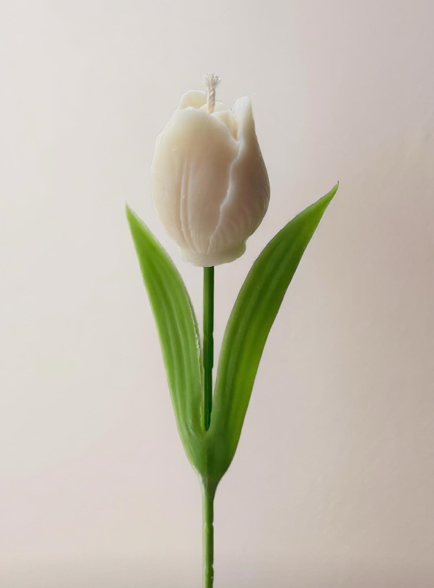 Bougie tulipe / Vela tulipán